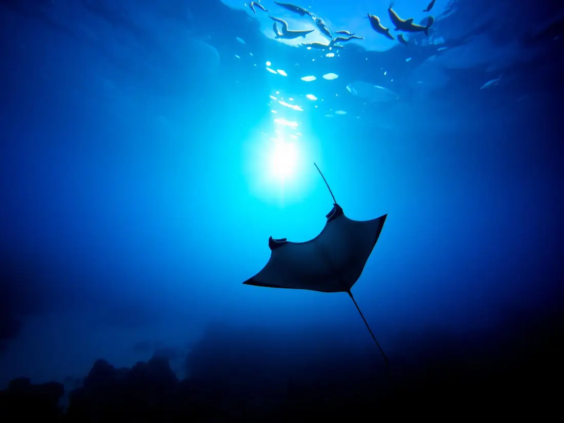 Swim with mantas